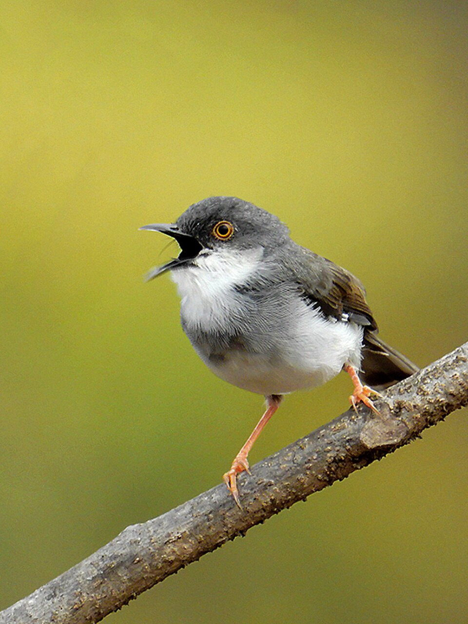Gray-breasted Prinia