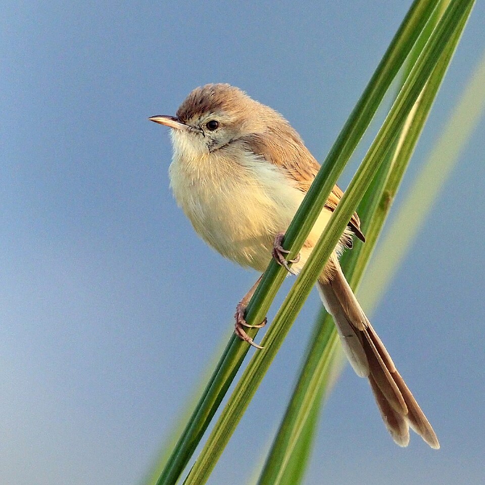 Plain Prinia