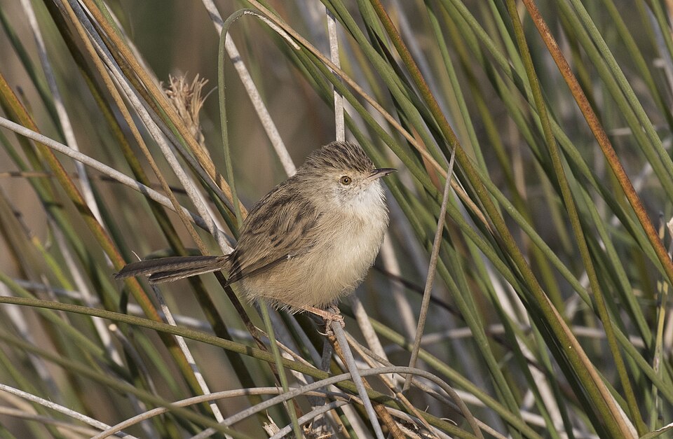 Delicate Prinia