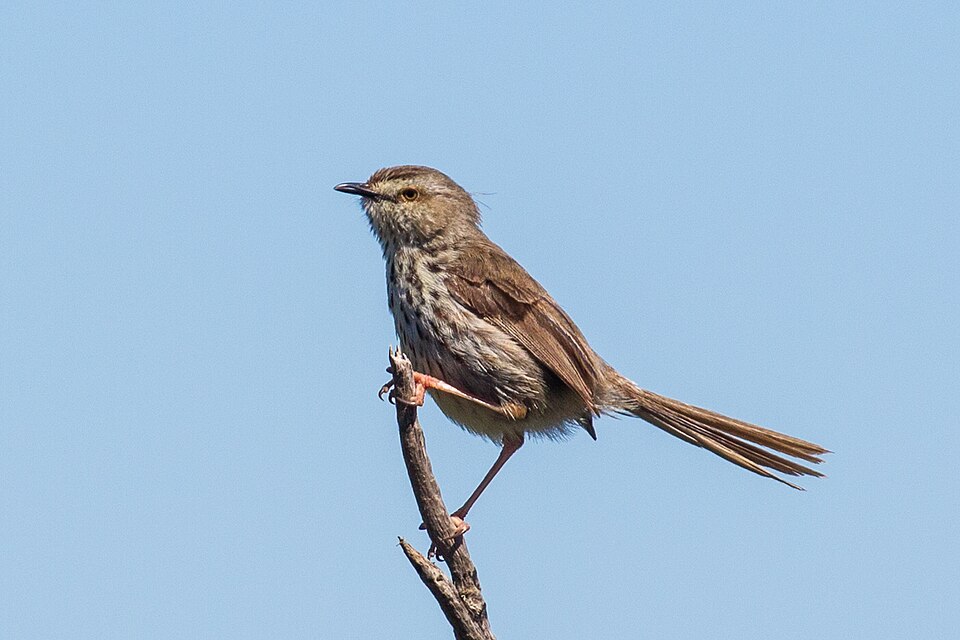 Karoo Prinia