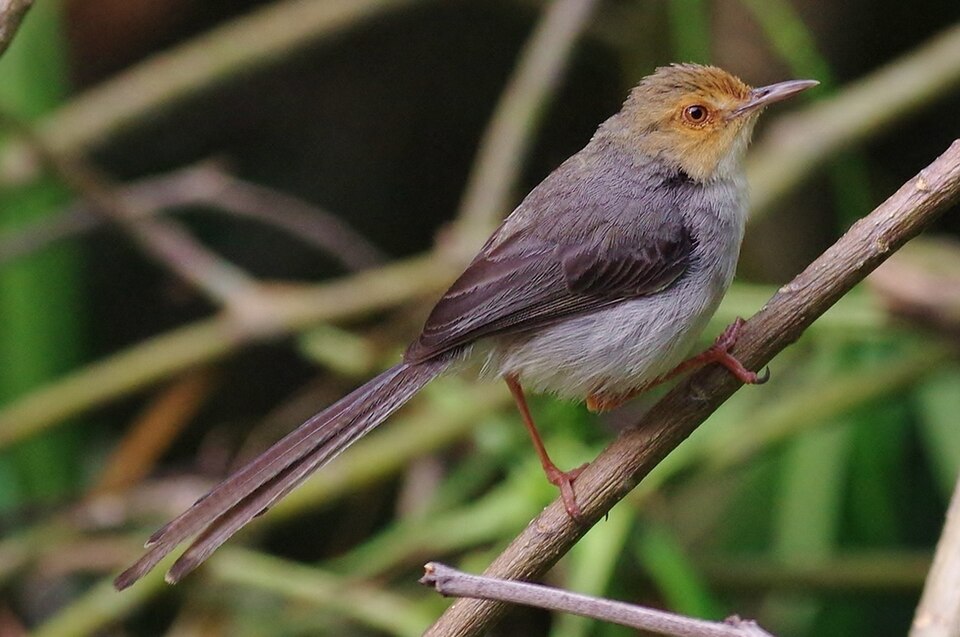 Sao Tome Prinia