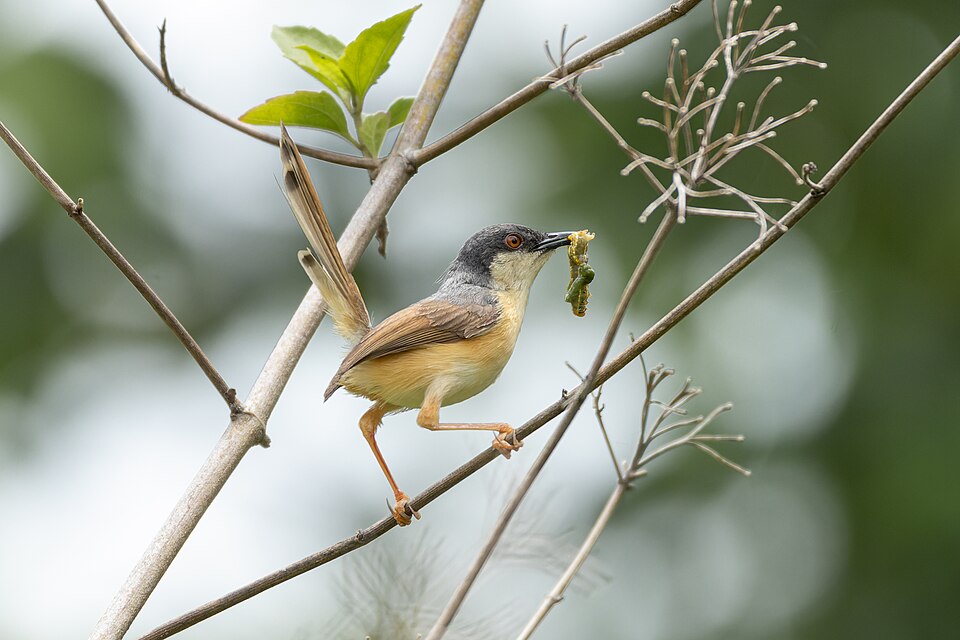 Ashy Prinia