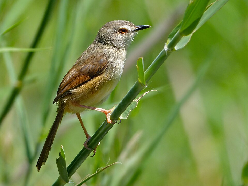 Tawny-flanked Prinia