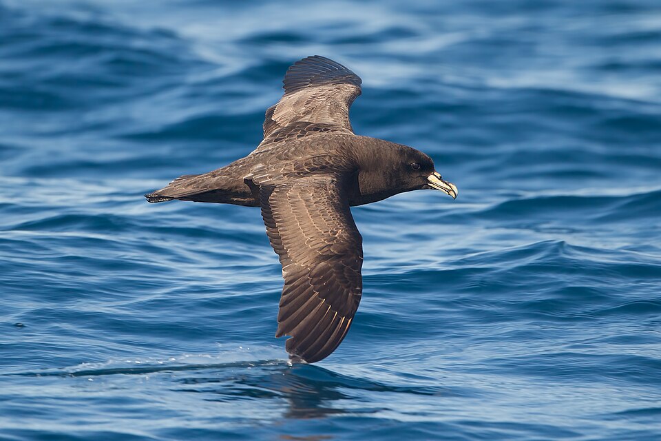 White-chinned Petrel