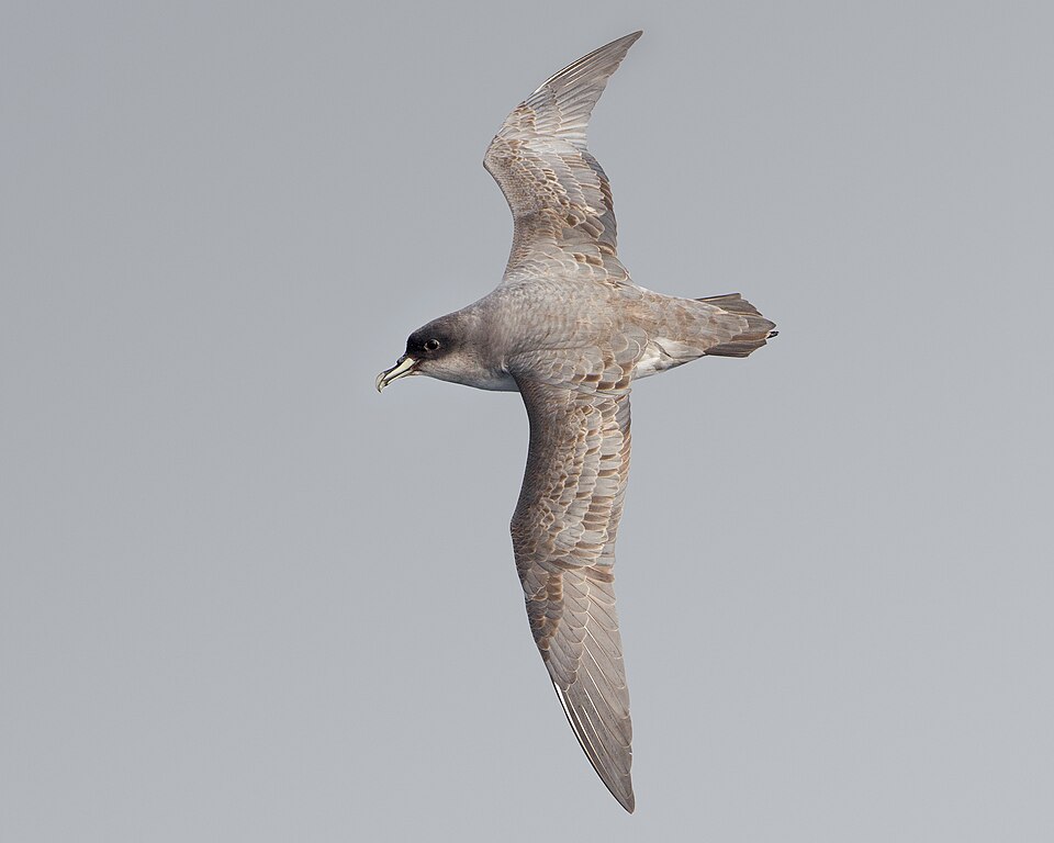 Gray Petrel
