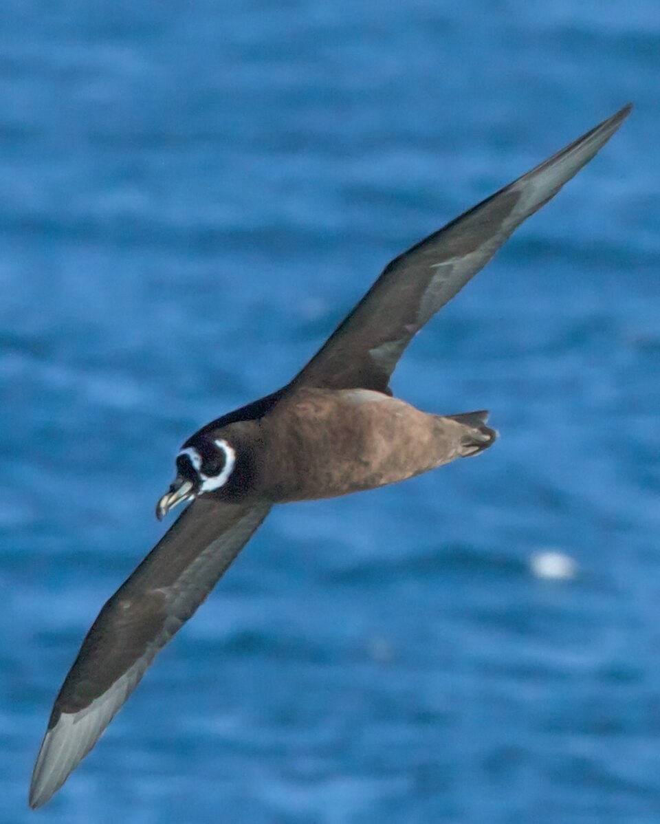 Spectacled Petrel