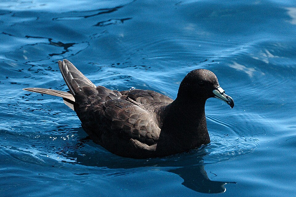Parkinson's Petrel