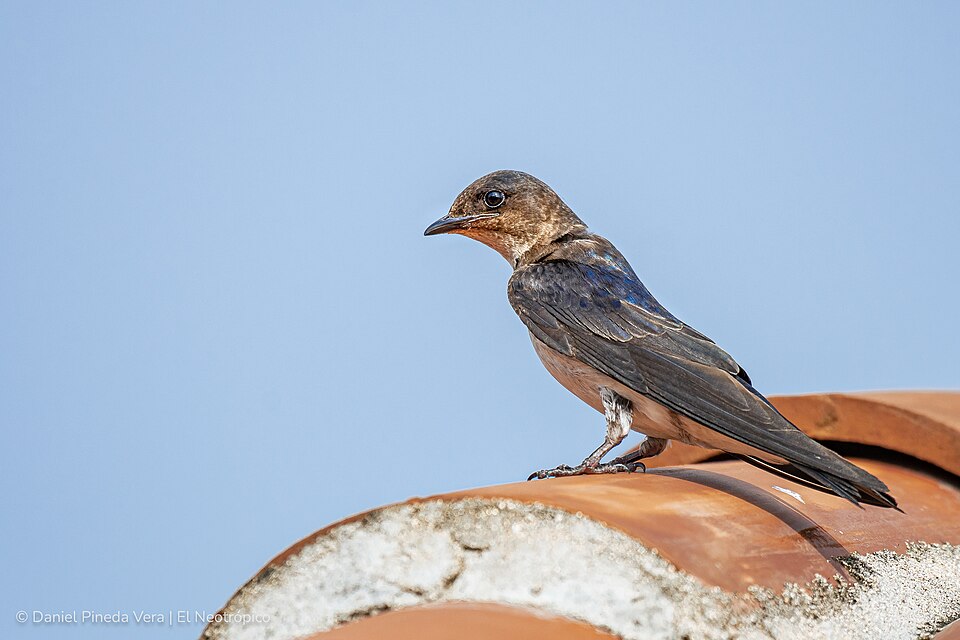 Gray-breasted Martin