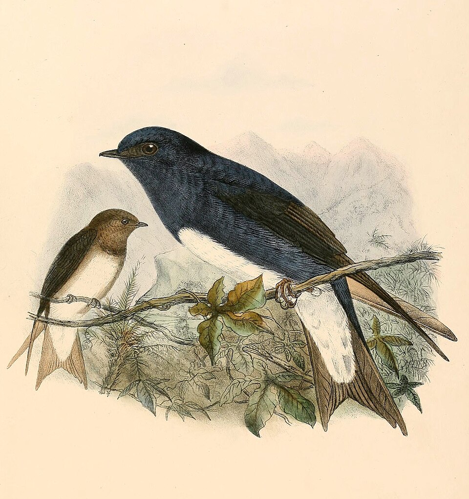 Caribbean Martin