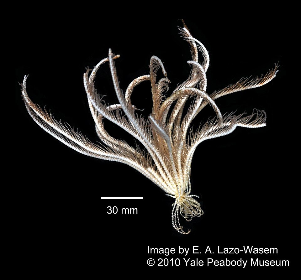Antarctic Feather Star