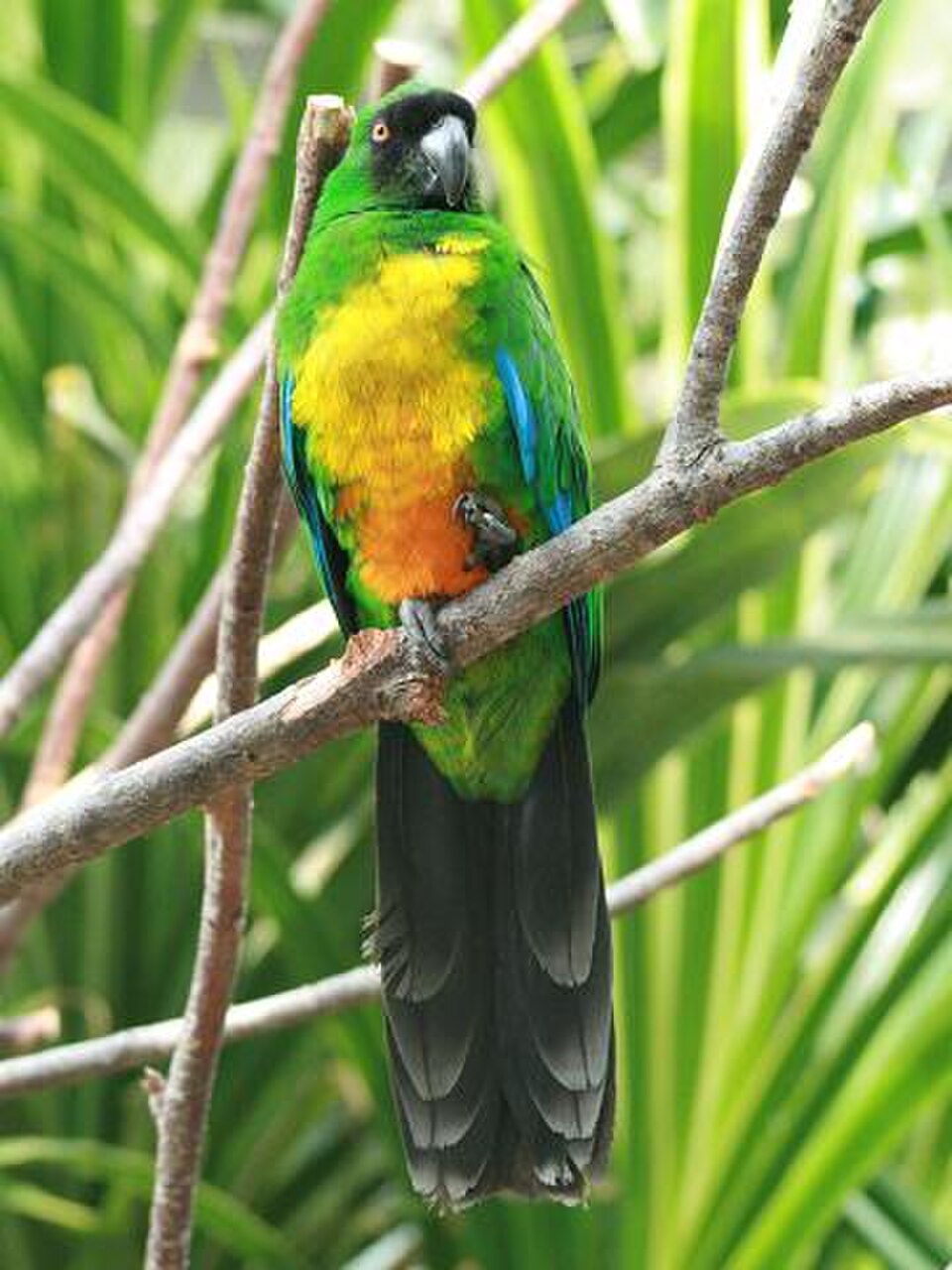 Masked Shining-Parrot