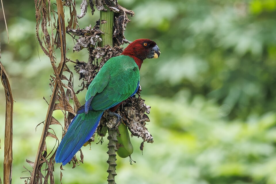 Red Shining-Parrot