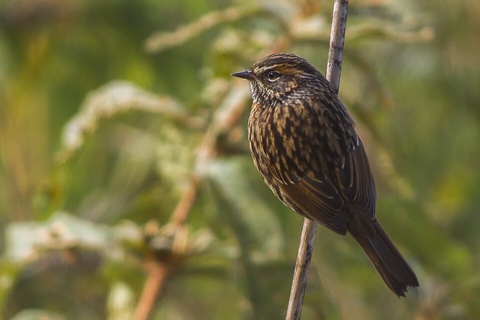 Rufous-breasted Accentor