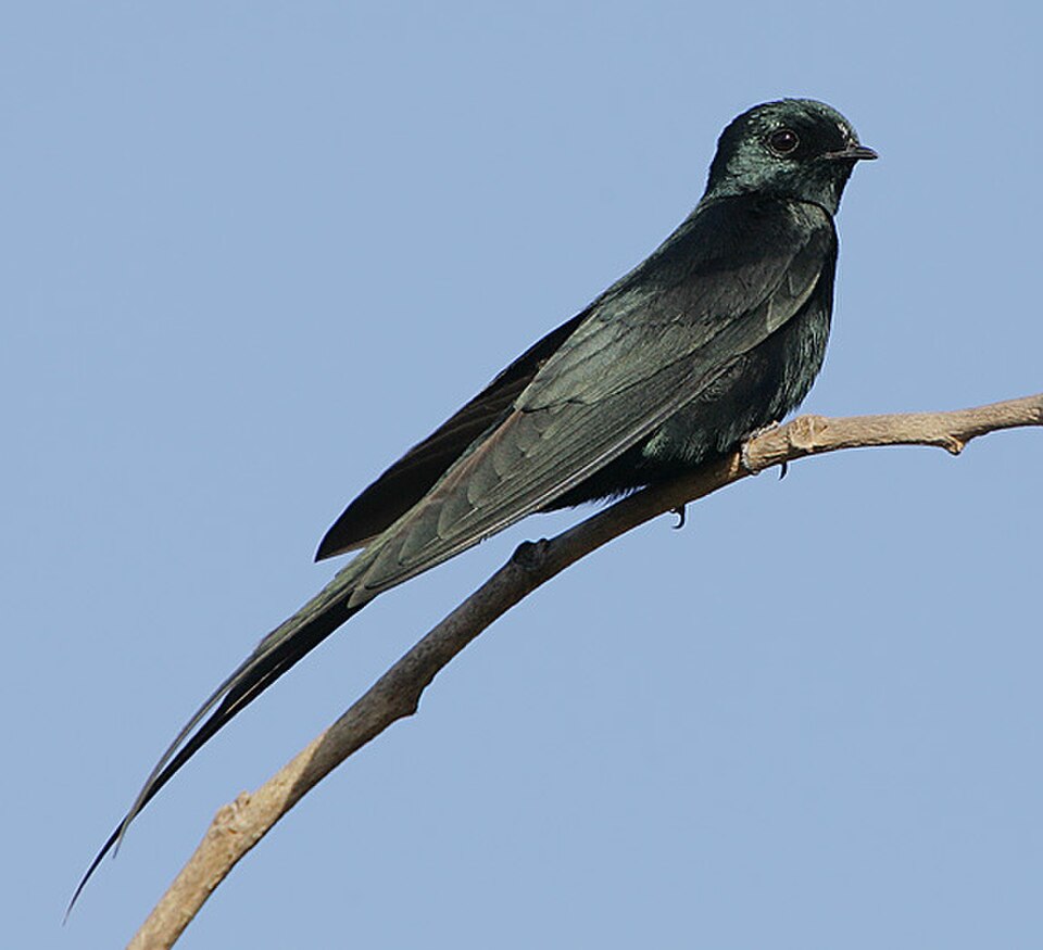 Fanti Sawwing
