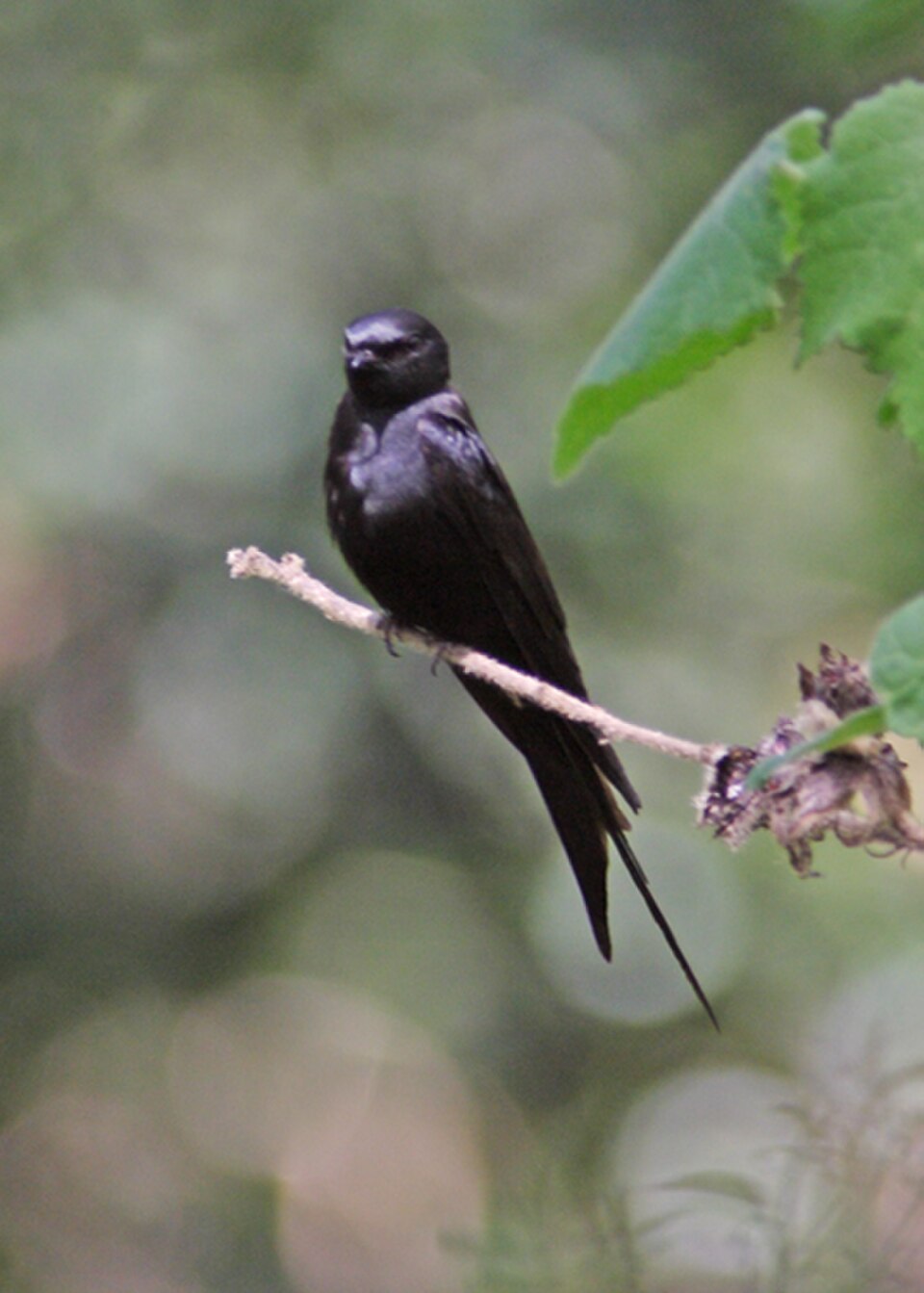 Black Sawwing