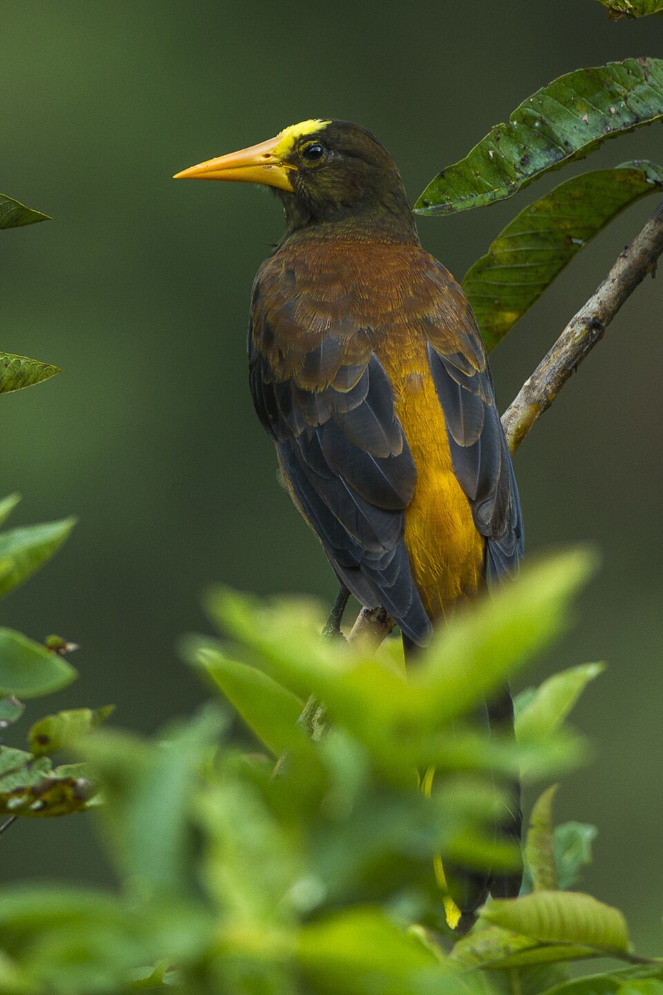 Russet-backed Oropendola