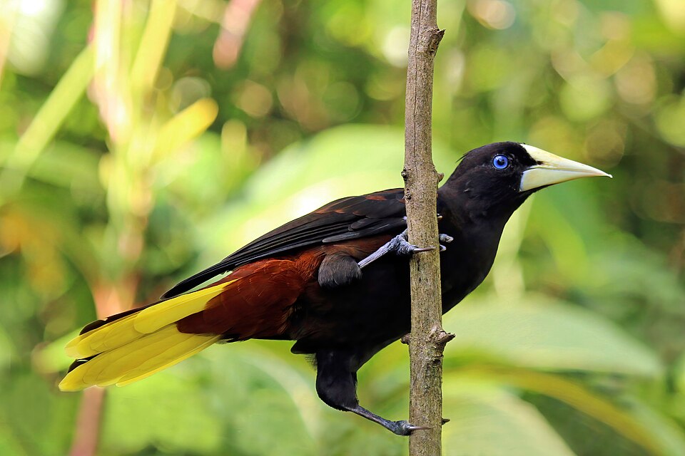 Crested Oropendola