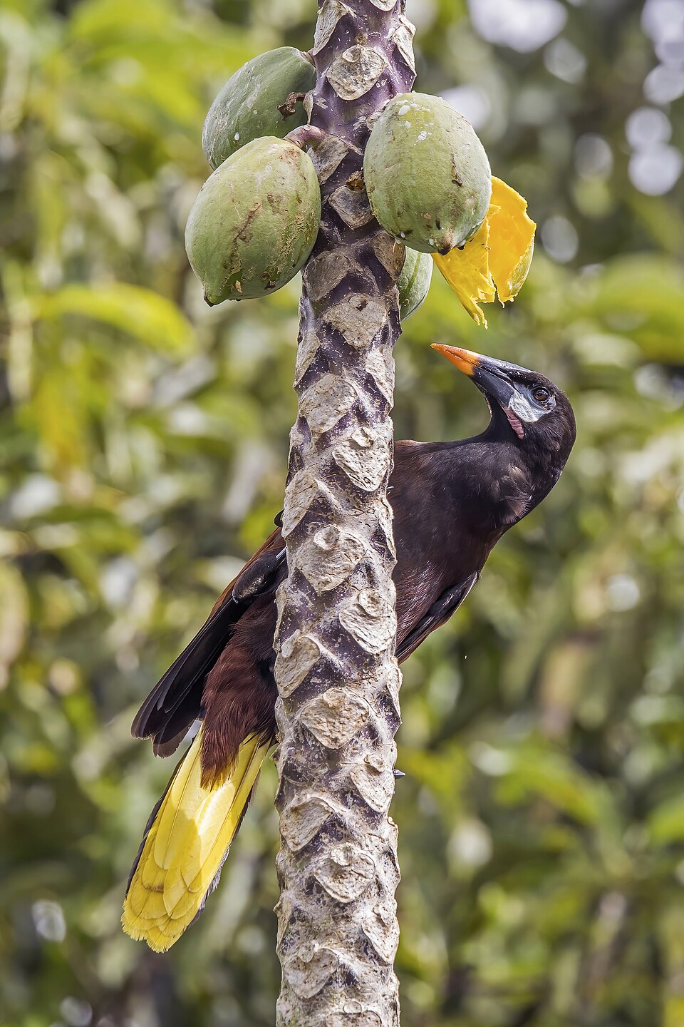 Montezuma Oropendola