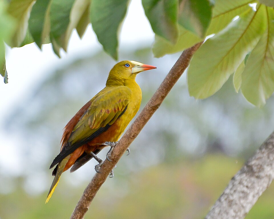 Green Oropendola