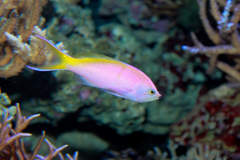 Bartlett's Anthias
