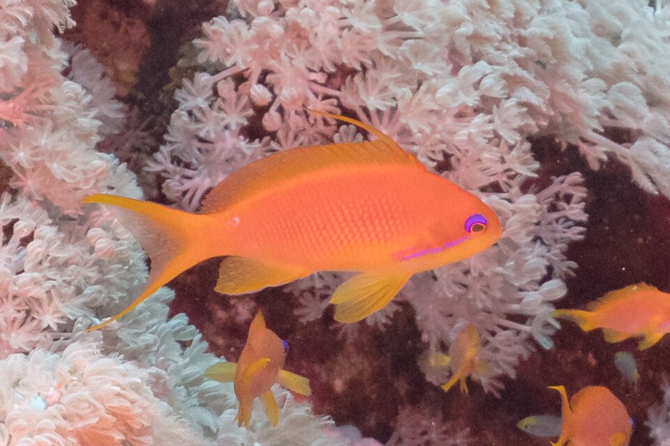 Sea goldie