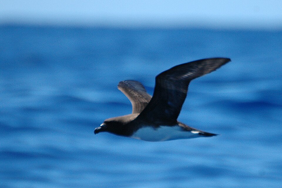 Tahiti Petrel