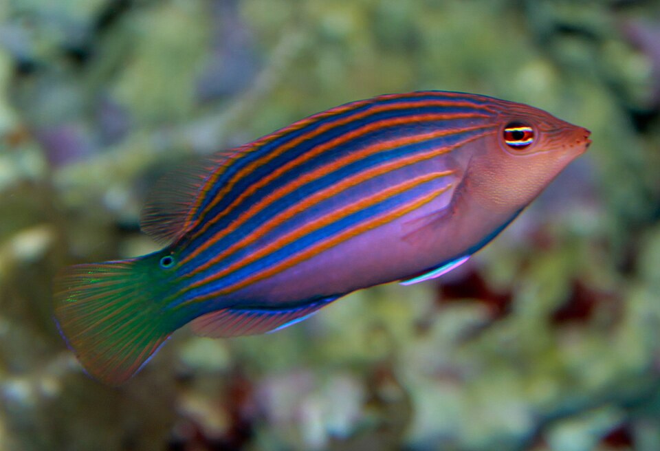 Sixline Pigmy Wrasse, Sixline wrasse