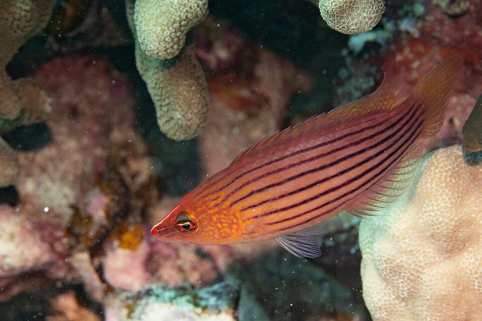 Eightline Pigmy Wrasse