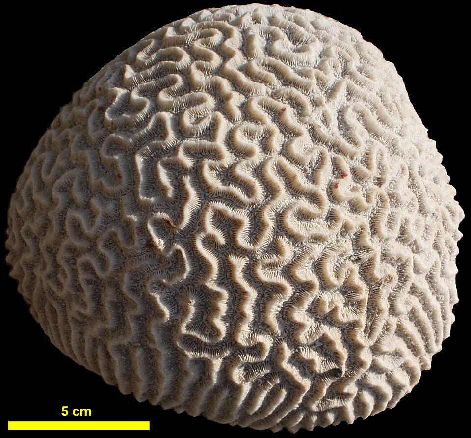 knobbed brain coral