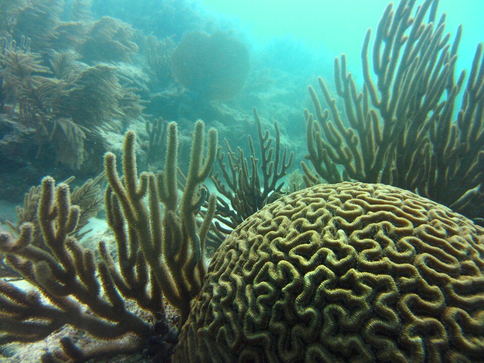 brain coral