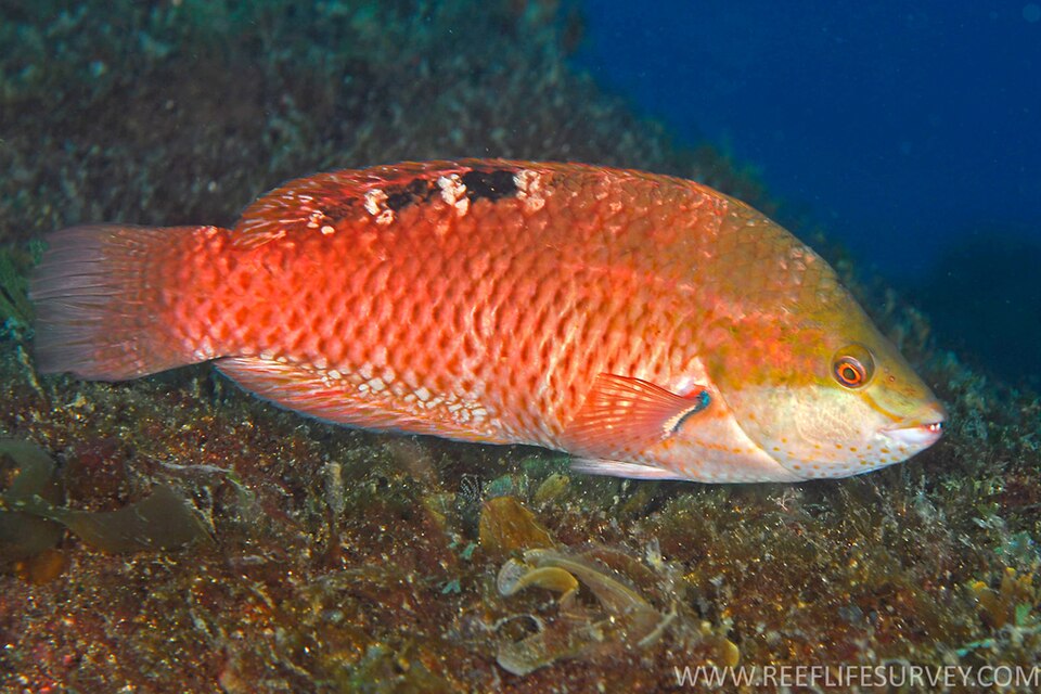 orange parrotfish