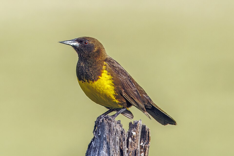 Brown-and-yellow Marshbird
