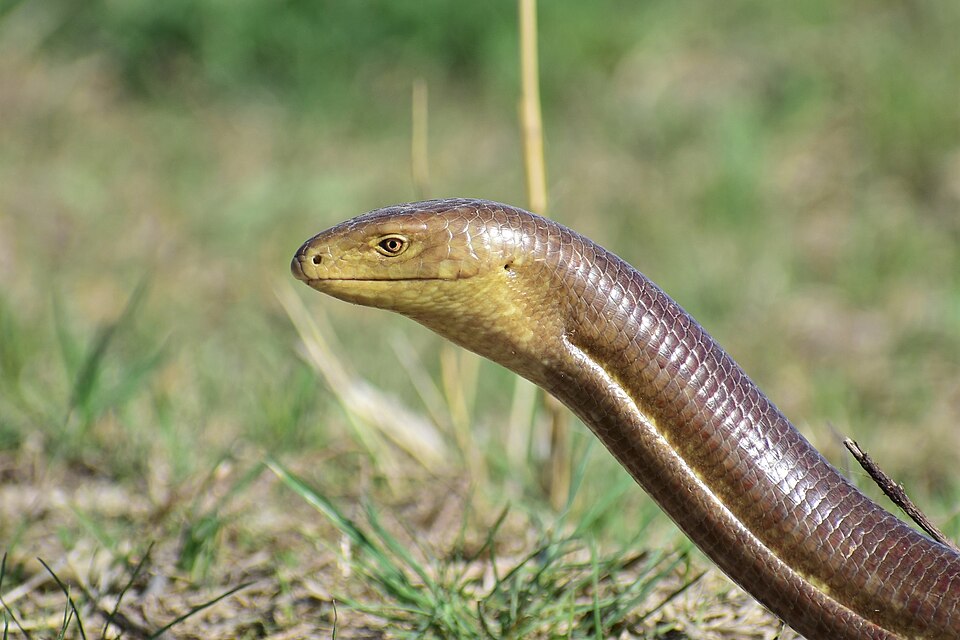 European glass lizard