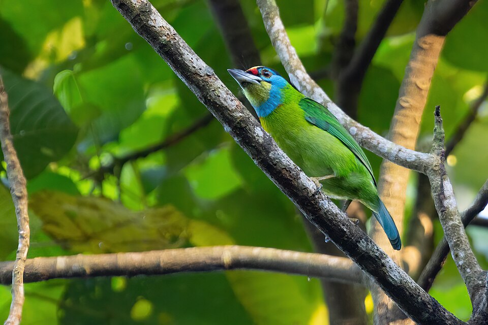 Indochinese Barbet