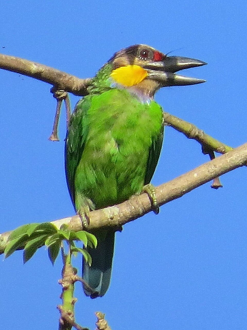 Gold-whiskered Barbet