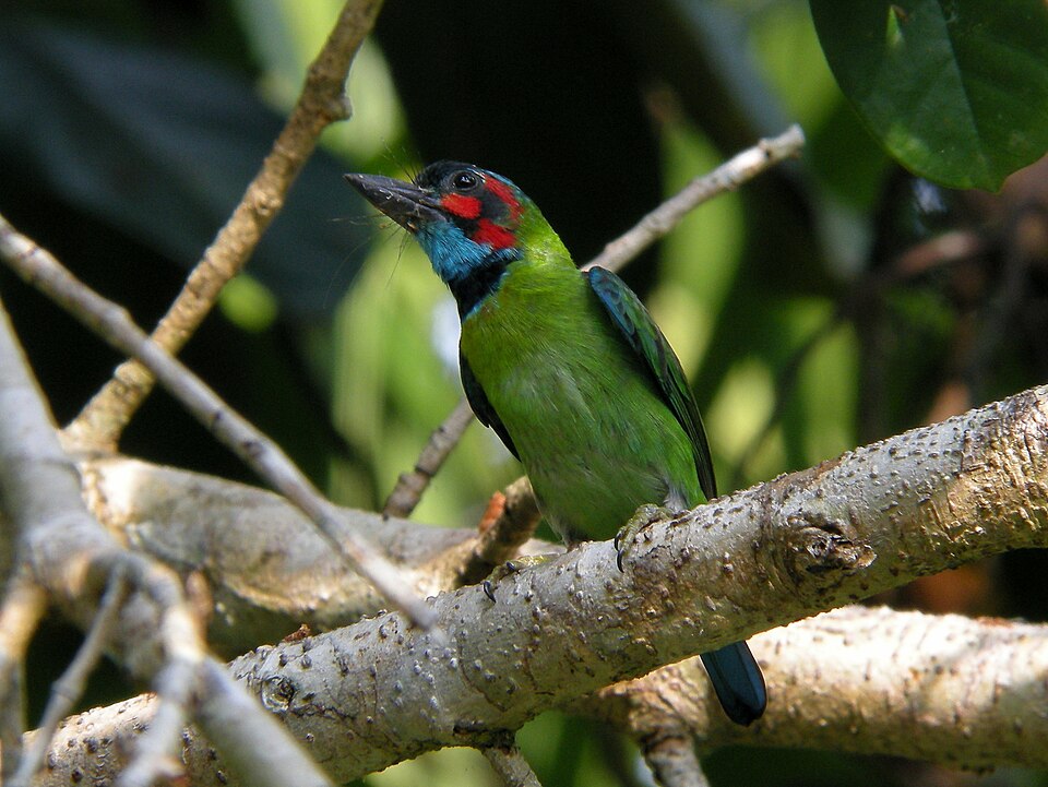 Blue-eared Barbet