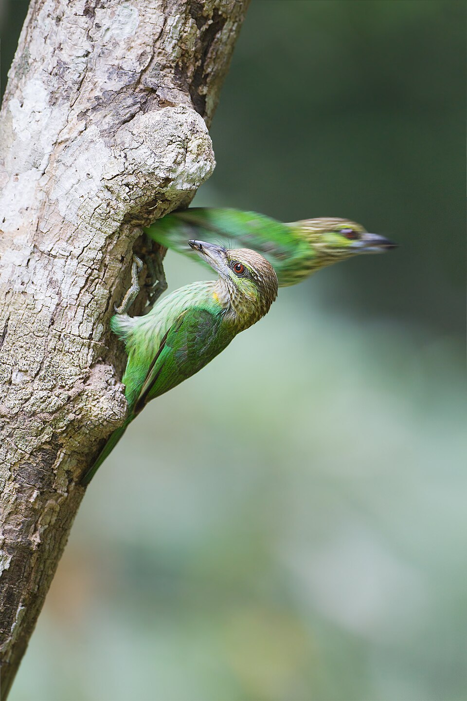 Green-eared Barbet