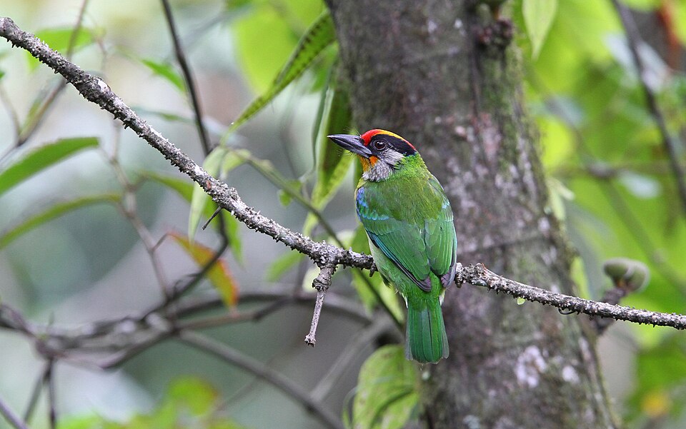 Golden-throated Barbet