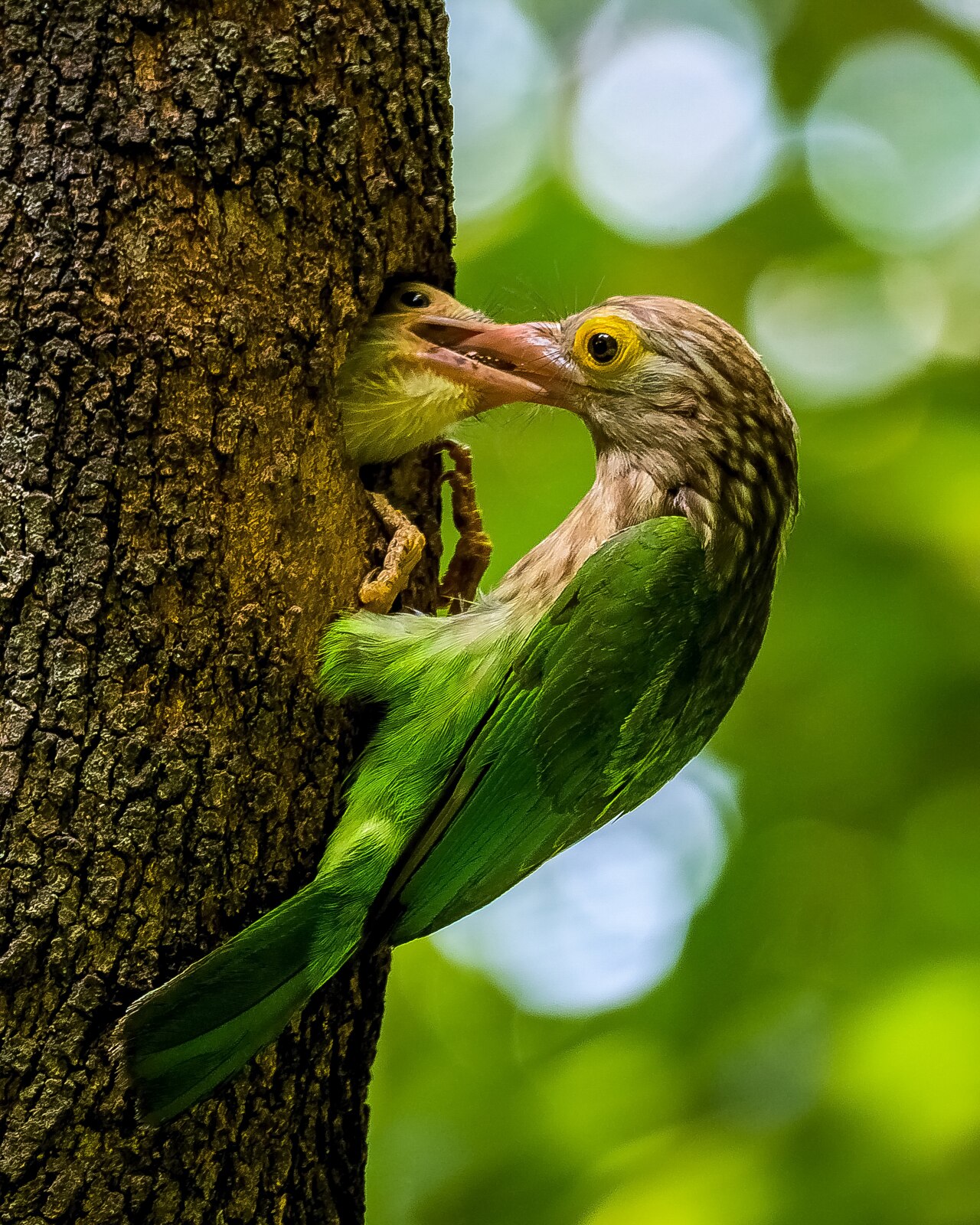 Lineated Barbet