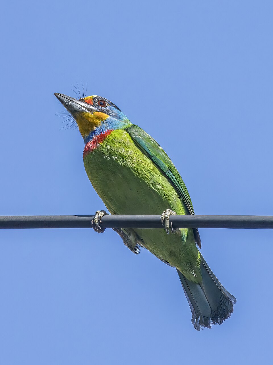 Taiwan Barbet