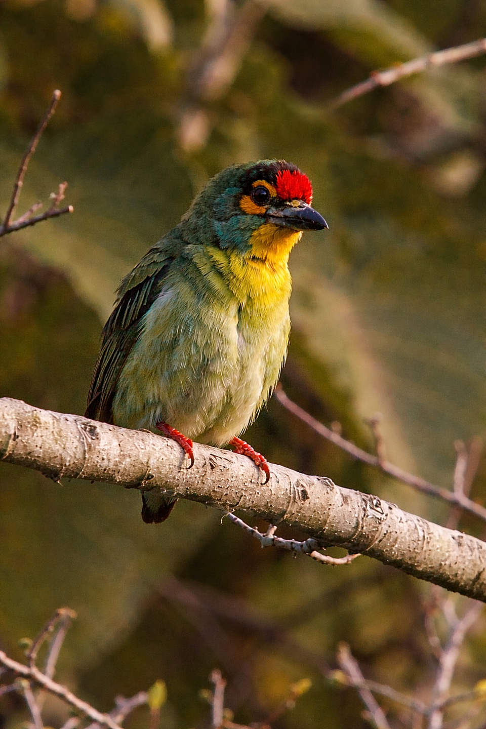 Crimson-fronted Barbet