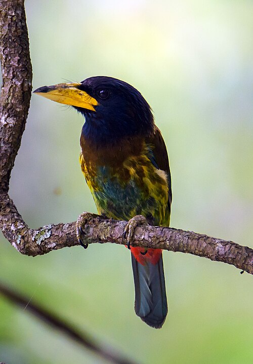 Great Barbet