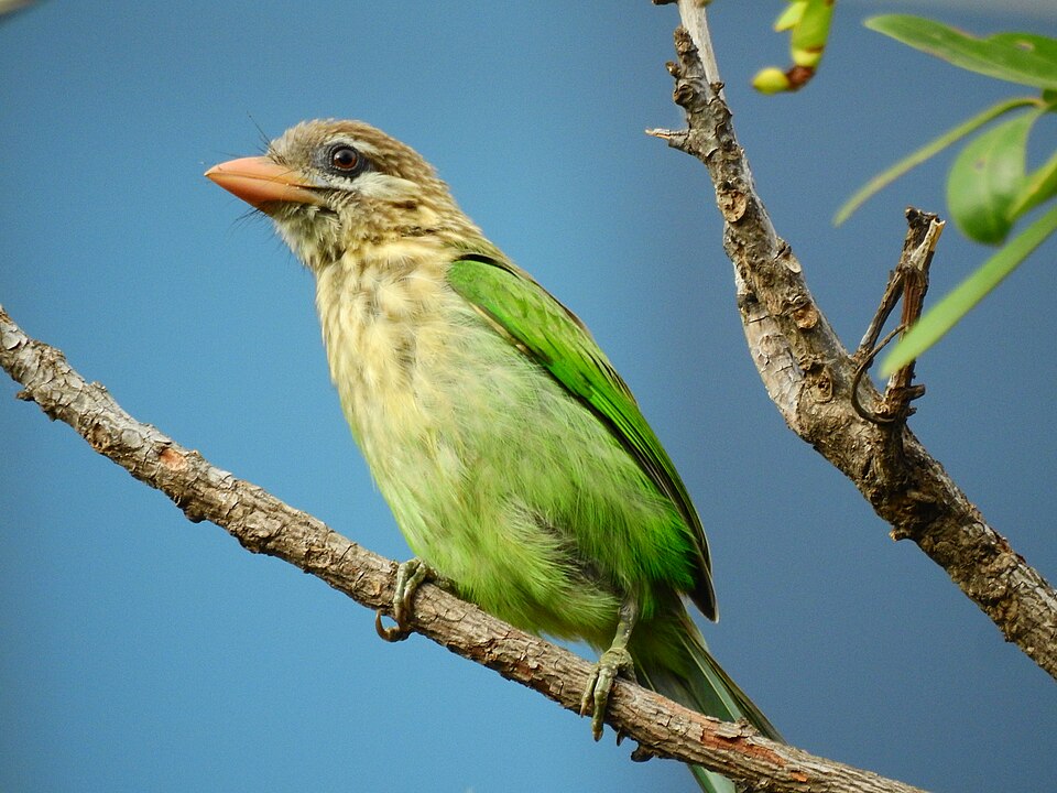 White-cheeked Barbet