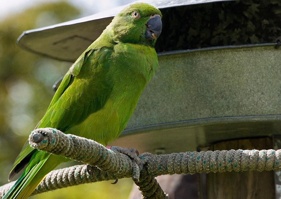 Echo Parakeet