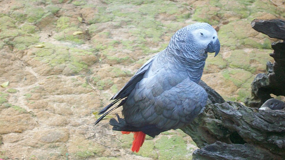 Gray Parrot