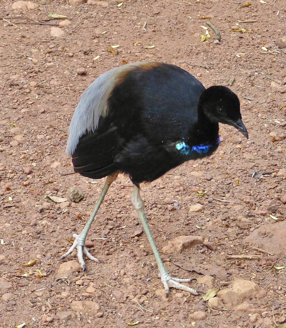 Gray-winged Trumpeter