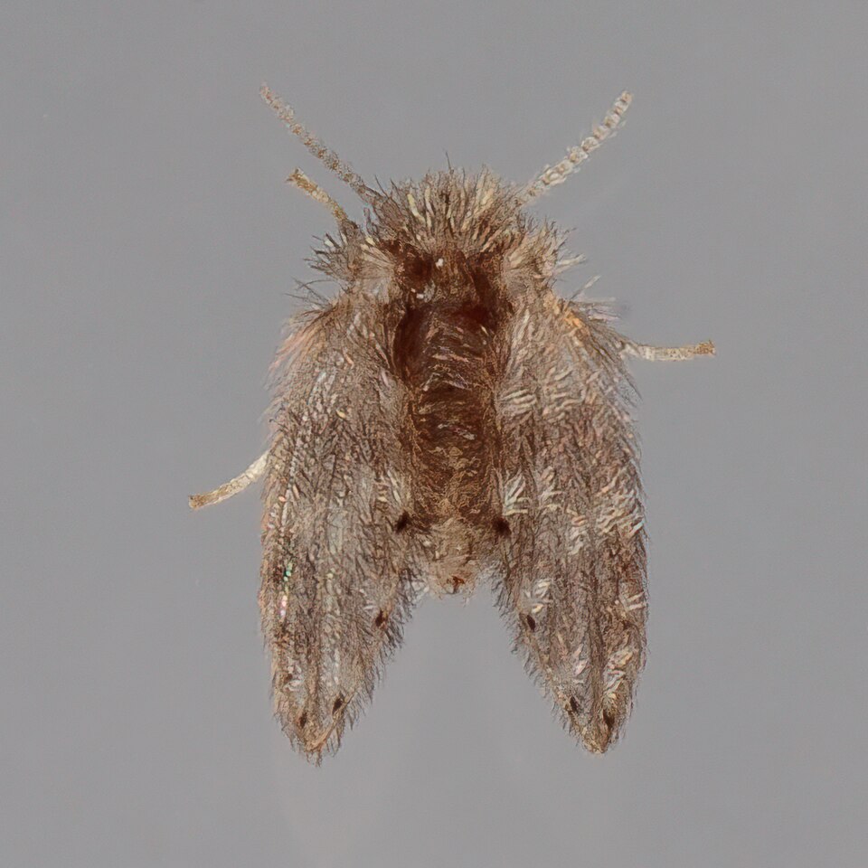 Moth Fly