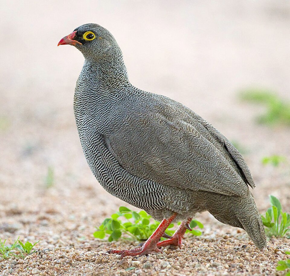 Red-billed Francolin