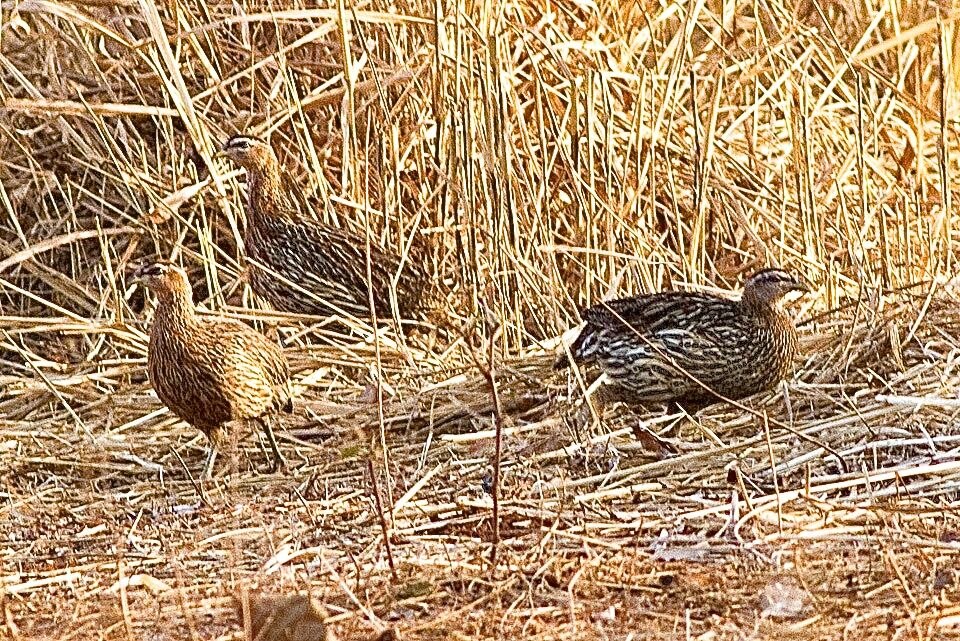 Double-spurred Francolin