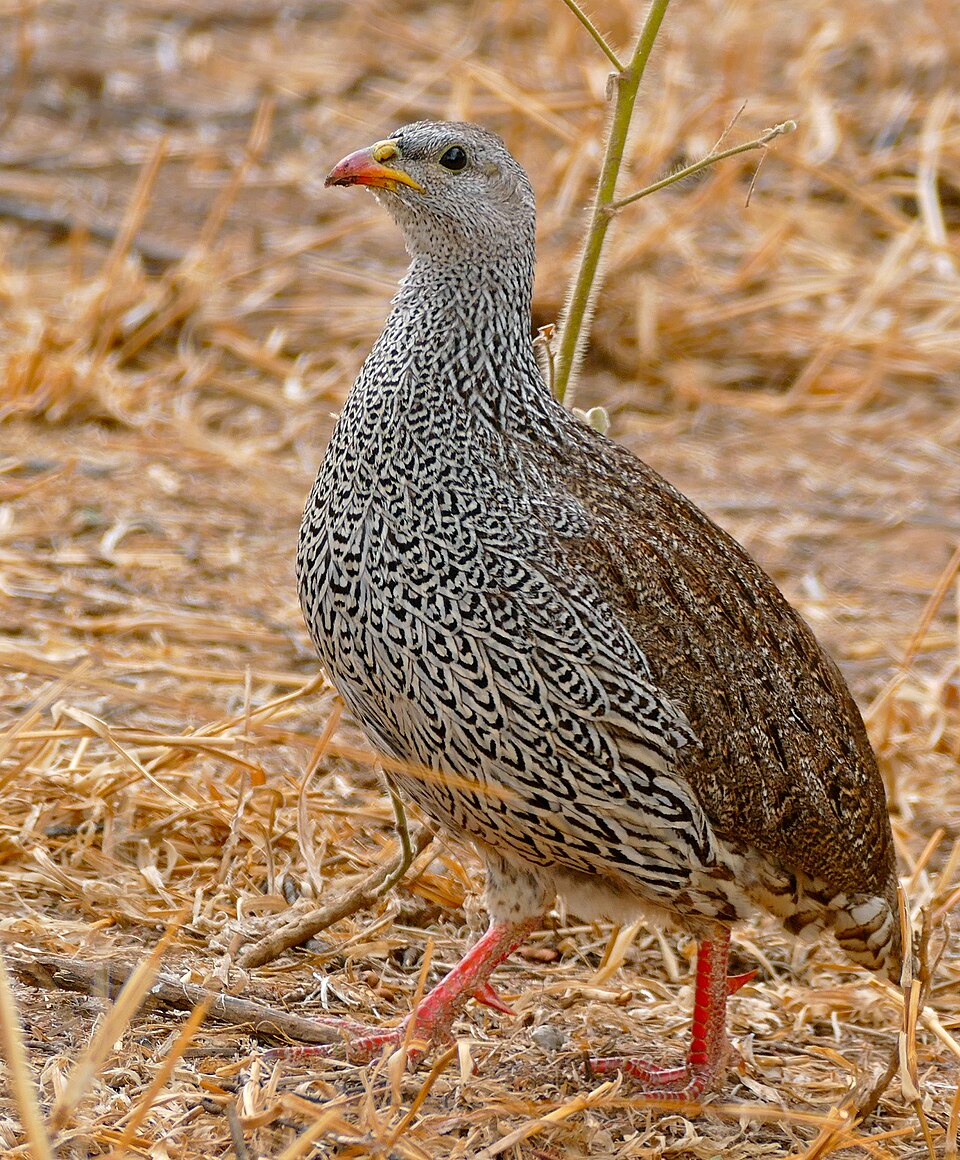 Natal Francolin
